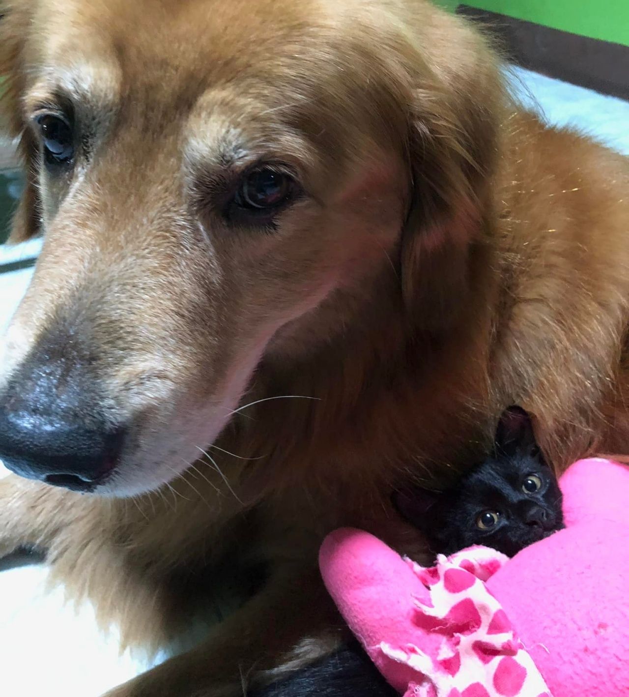 เฉาก๊วย ลูกแมวดำที่ลีโอบังเอิญไปเจอแล้วคาบมาให้แม่ตุ๊กกับคุณยายช่วยดูแล