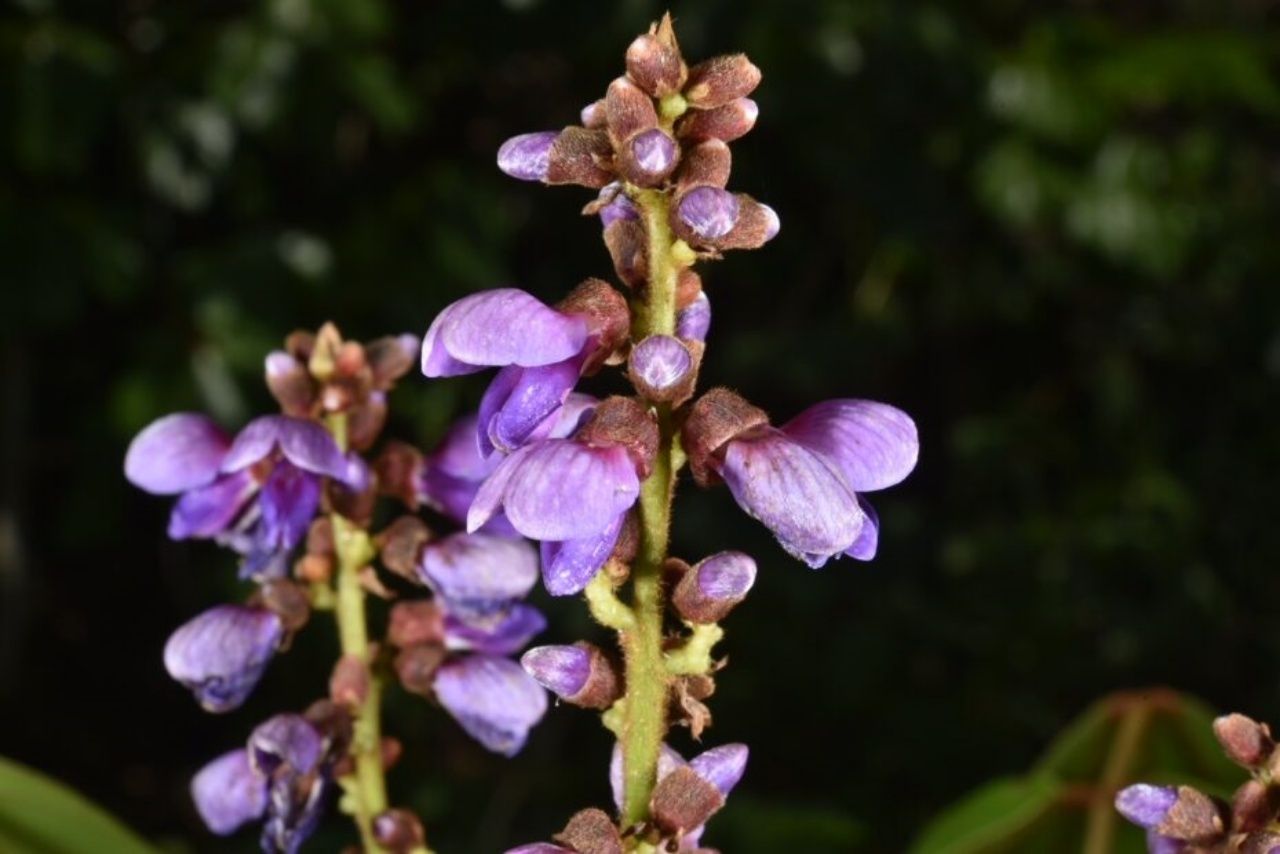 ม่วงราชสิริน ไม้เถาดอกม่วง นามพระราชทาน