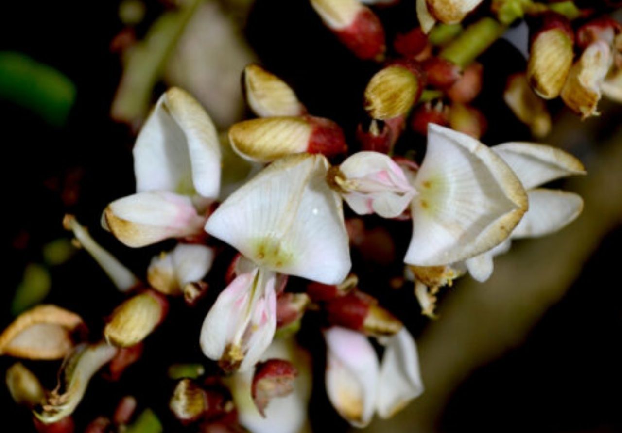 ซ่อนแก้ว ในสกุลกระพี้จั่น 