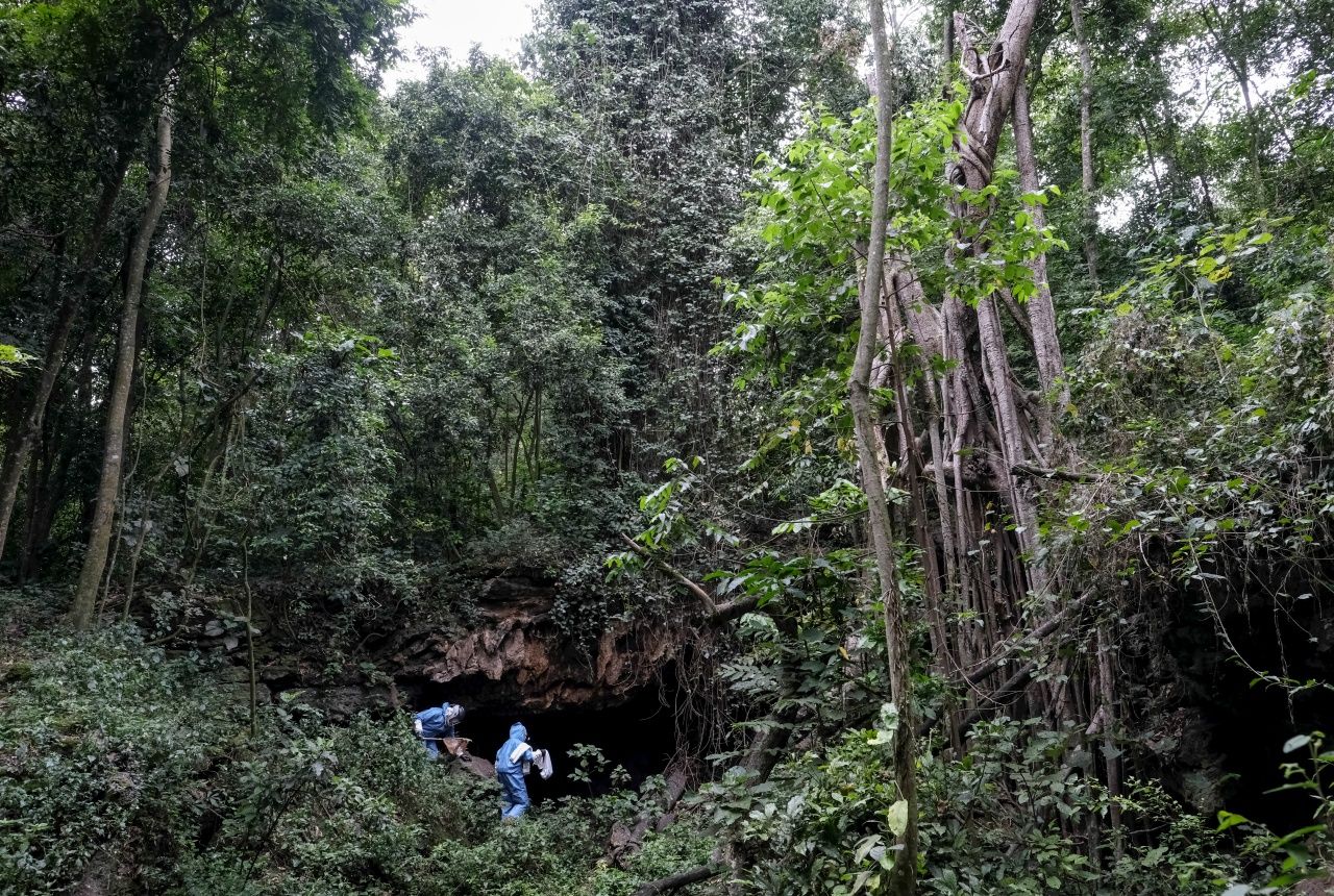 ค้างคาวผลไม้ ที่มักอาศัยอยู่ตามถ้ำ ถือเป็นสัตว์พาหะของเชื้อไวรัสมาร์บวร์กในการติดต่อสู่คน