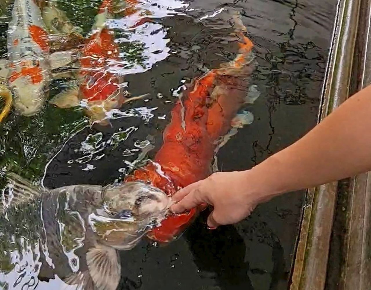 “น้องโตหม่ำๆ”