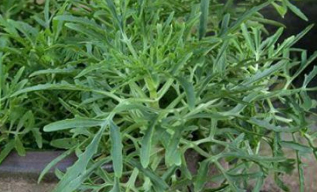 ฆ้องสามย่าน พืชล้มลุกจัดอยู่ในวงศ์ของกุหลาบหิน