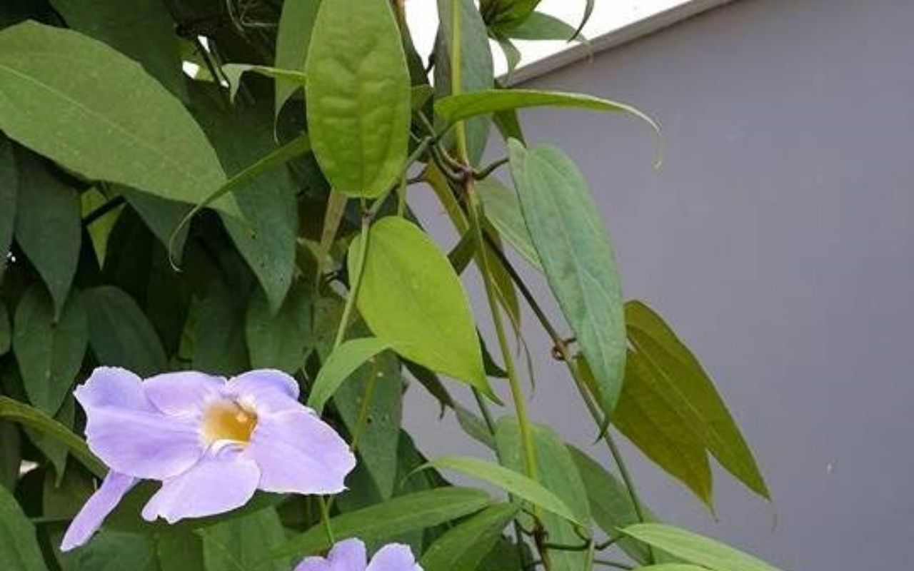 ใบรางจืด ช่วยระบายพิษ