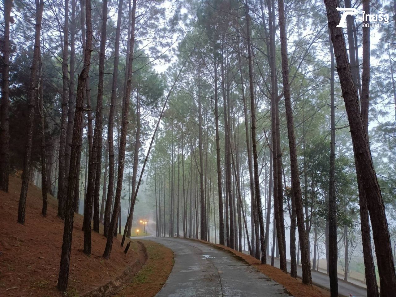 เสน่ห์ทิวสน ที่ป่าสนวัดจันทร์