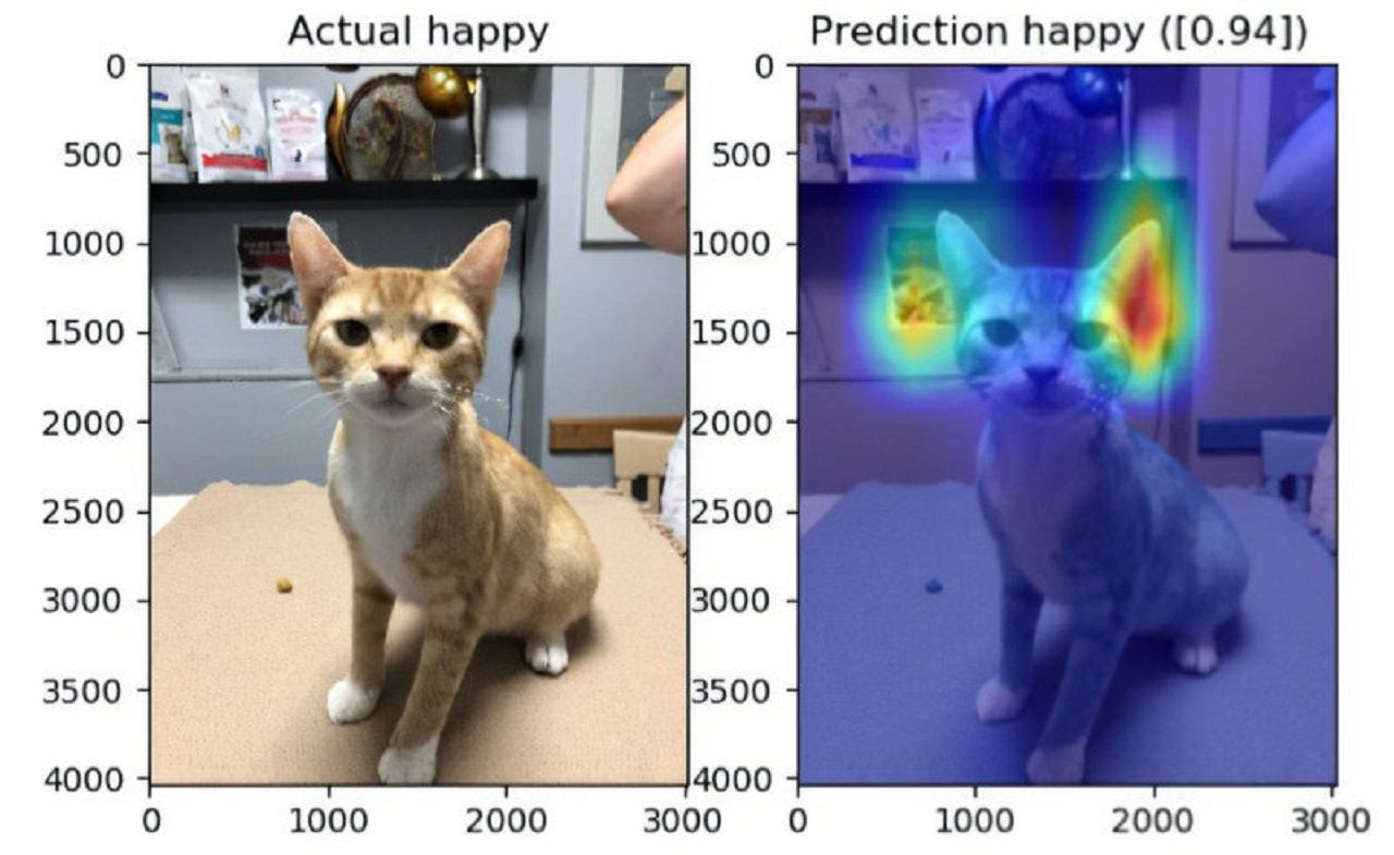 การวิเคราะห์ 5 ลักษณะบนหน้าน้องแมวแล้วใช้ AI ช่วยประมวลผลได้อย่างแม่นยำ