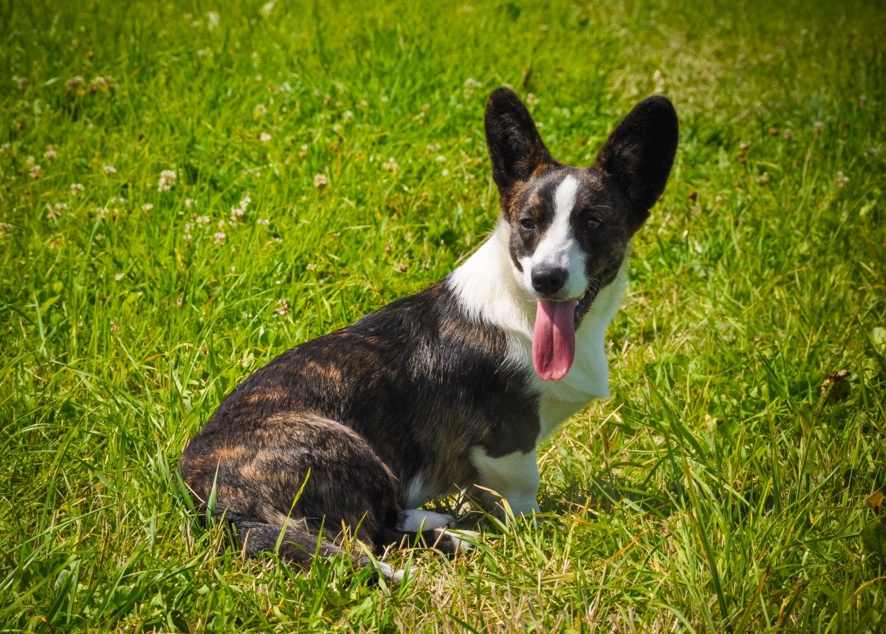 Cardigan Welsh Corgi มีลำตัวขนาดใหญ่และมีหางยาวกว่าสายพันธุ์ Pembroke Welsh Corgi ที่นิยมเลี้ยงกันทั่วไปในไทย