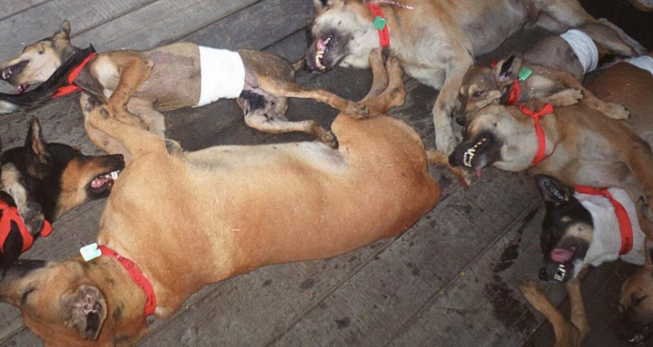 ภาพประกอบวางยาสลบทำหมันหมาจรจัด