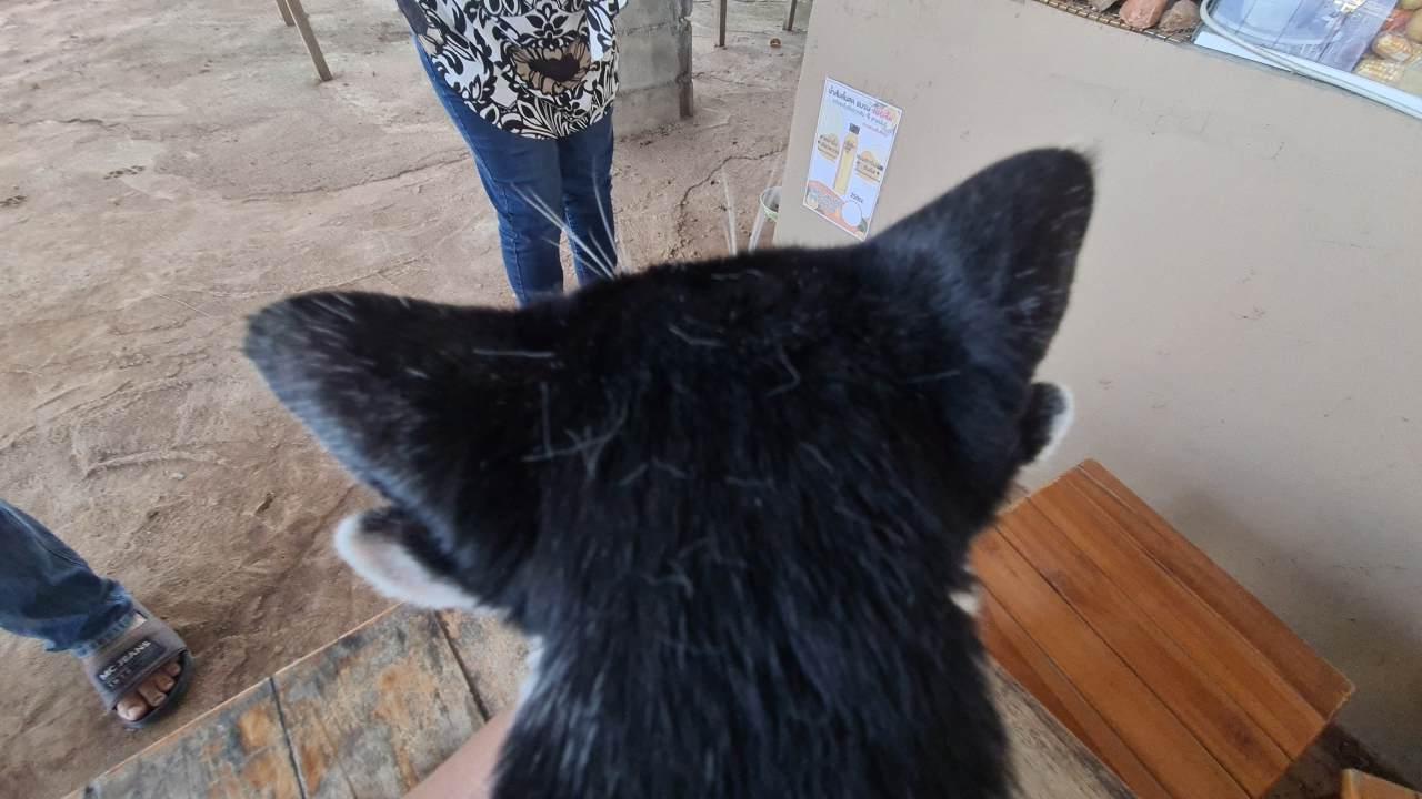 ส่องความน่ารักแมว 4 หู "น้องเจ้าคุณ" เจ้าของเชื่อให้โชค คาดมีตัวเดียวในไทย