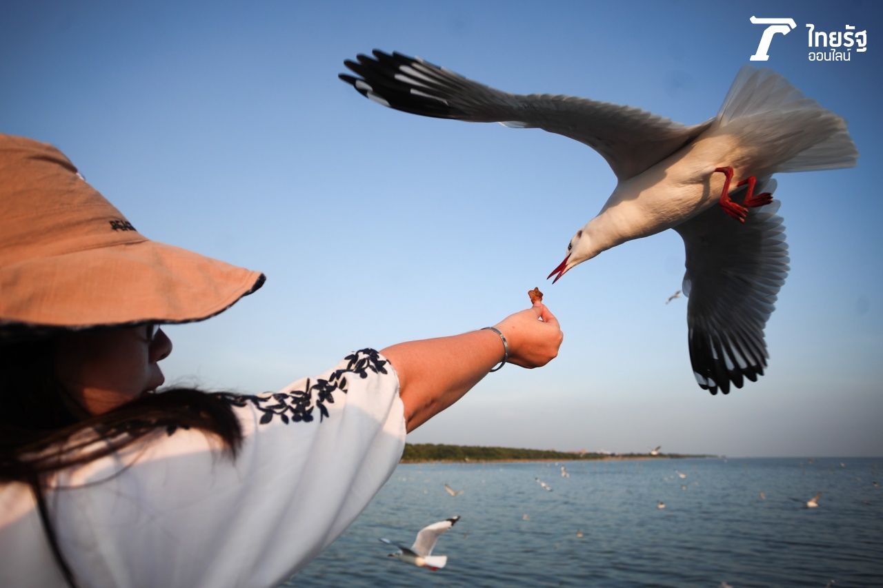บางปูกลายเป็นสถานที่ยอดนิยมของนักท่องเที่ยวที่พากันมาให้ชมและให้อาหารนกนางนวลพร้อมสัมผัสบรรยากาศพระอาทิตย์ตกยามเย็น