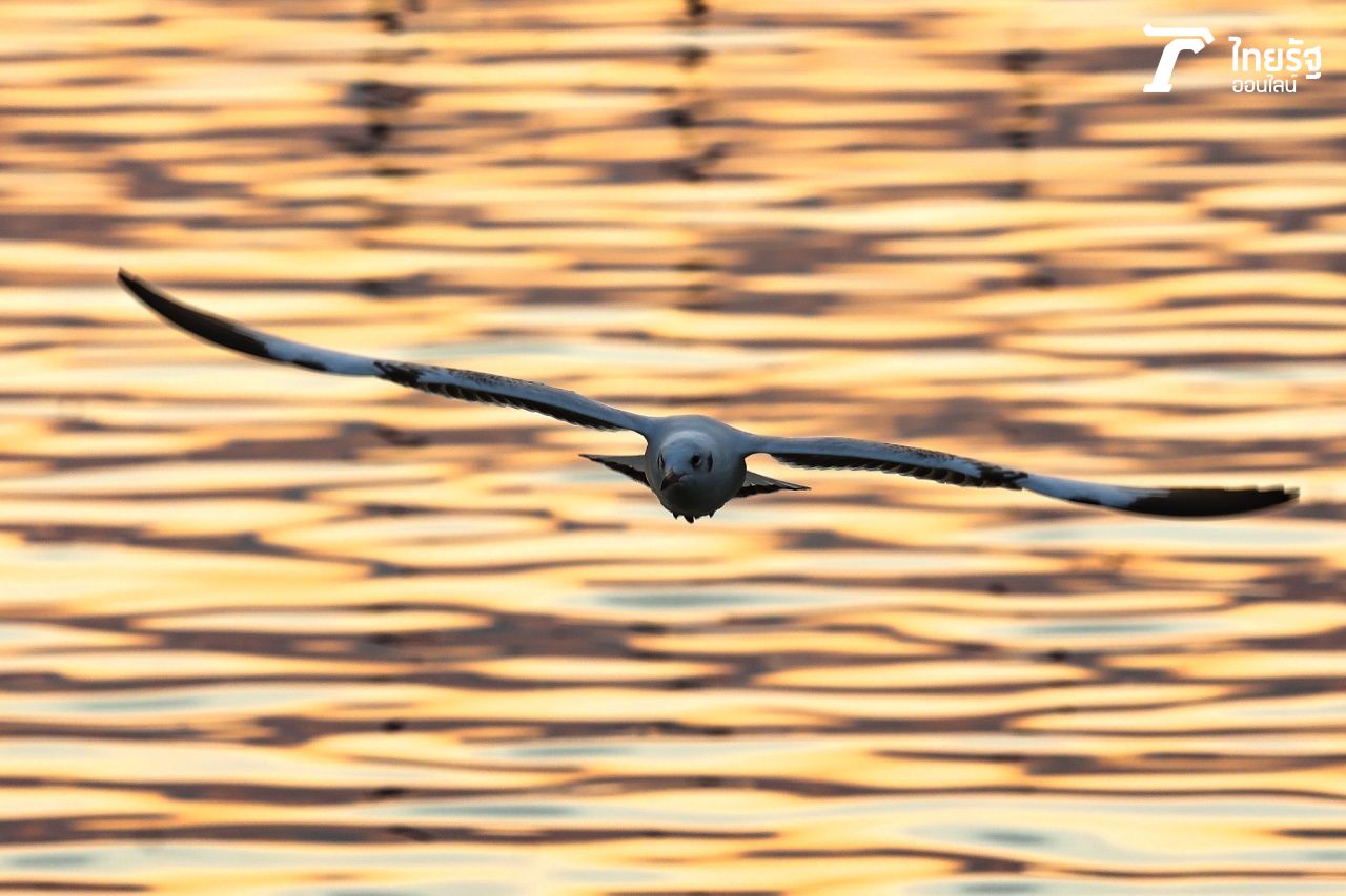 นกนางนวลจะบินหนีหนาวจากแถบมองโกเลีย ทิเบต ไซบีเรีย และจีน มาพักอาศัยและหากินในบริเวณชายหาดบางปู ในช่วงเดือนพ.ย.-เม.ย. ของทุกปี