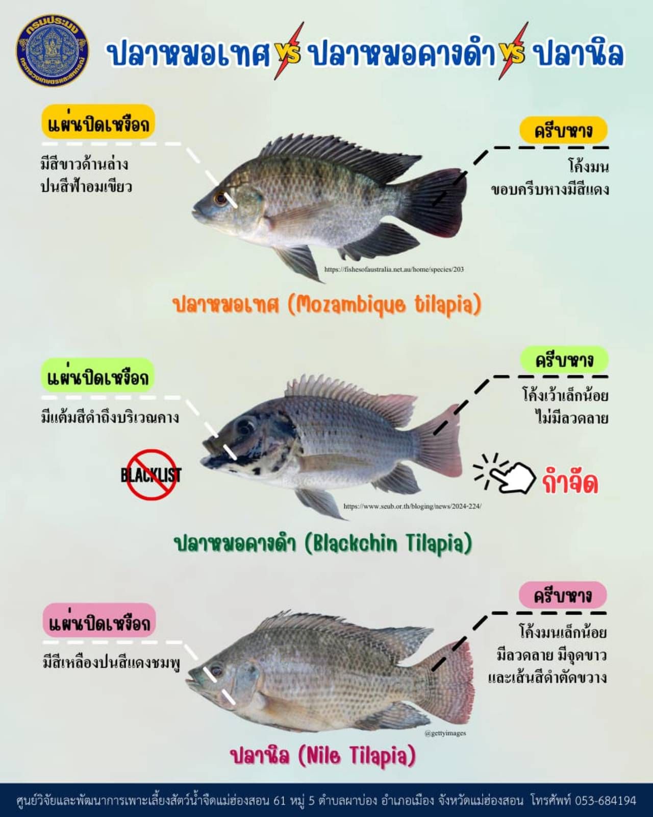 ตารางเปรียบเทียบ วิธีสังเกตปลาหมอสีคางดำ โดย กรมประมง