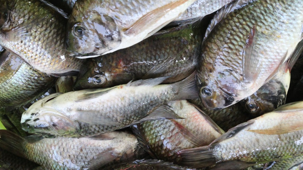 ปลาหมอคางดำจะมี สีดำชัดเจนที่ส่วนคางและปากล่าง