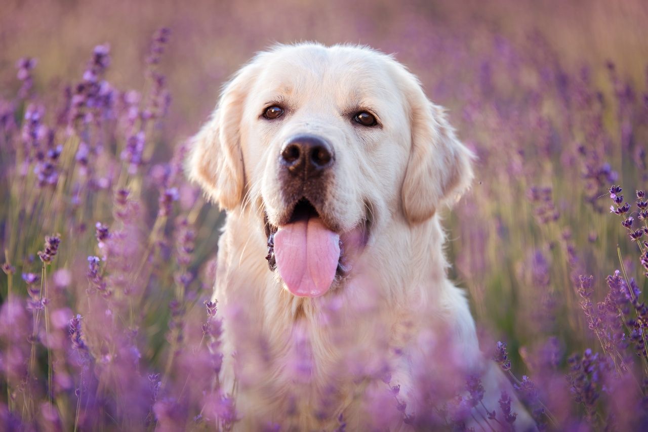 สุนัขพันธุ์โกลเด้นรีทรีฟเวอร์ (ภาพจาก iStock)