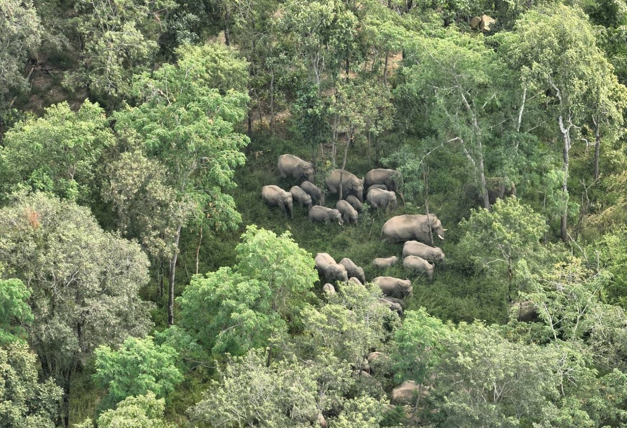 เครดิตภาพ : อุทยานแห่งชาติทับลาน - Thap Lan National Park