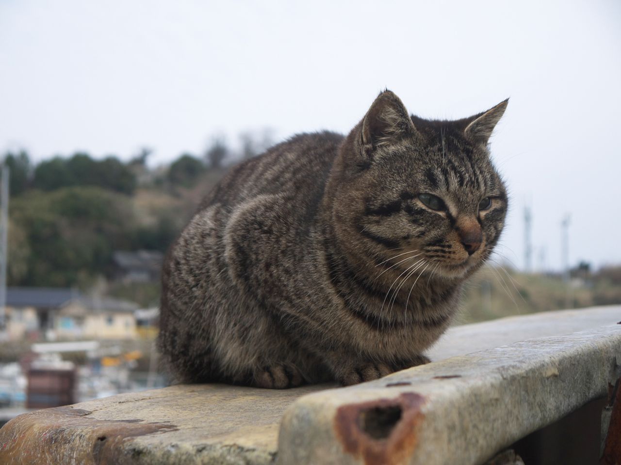 แมวบนเกาะอาโอชิมะ จังหวัดเอฮิเมะ (ภาพจาก iStock)