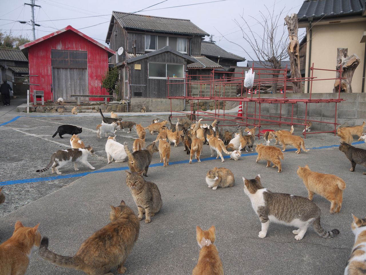 แมวบนเกาะอาโอชิมะ จังหวัดเอฮิเมะ (ภาพจาก iStock)