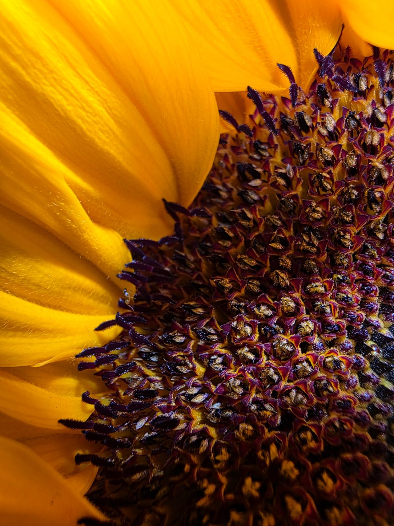 ภาพถ่ายจากกล้อง Galaxy S25 Ultra