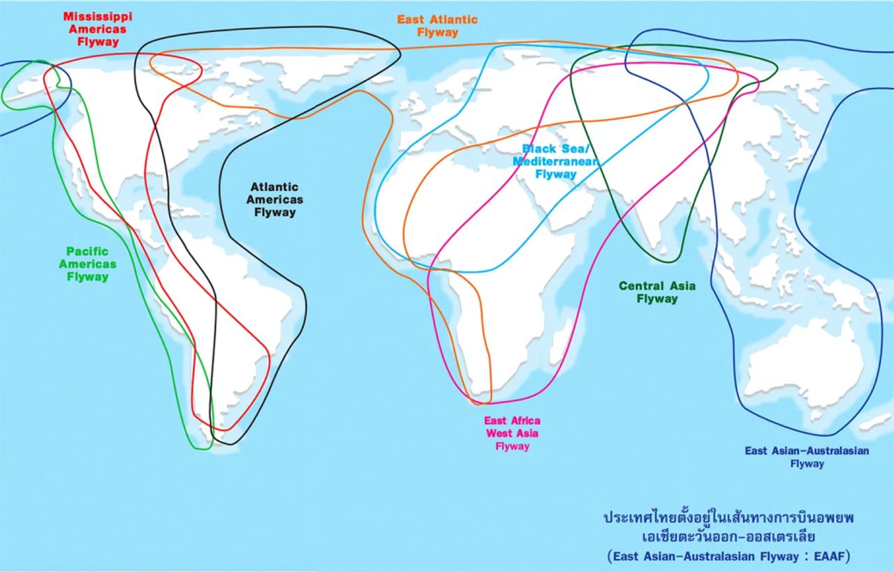 เส้นทางการอพยพของนก (กรมอุทยานแห่งชาติ สัตว์ป่า และพันธุ์พืช)