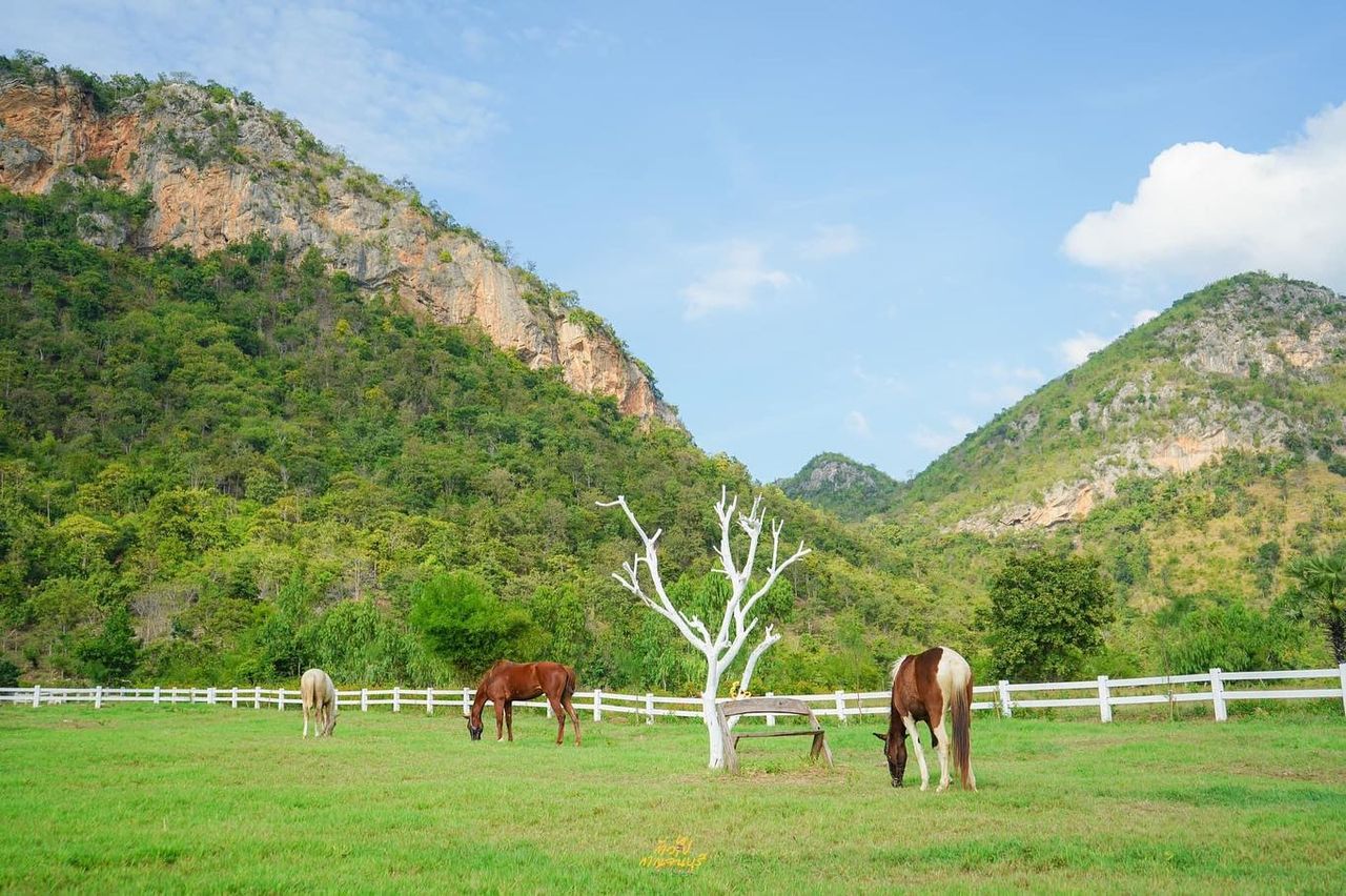ขอบคุณภาพ : เฟซบุ๊กเพจ Kappa Gardens Farm กัปป้า การ์เด้น ฟาร์ม 