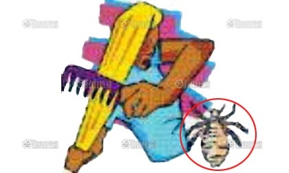 ยากินกำจัดเหาได้ชะงัด มีผลเหนือกว่า ยาฆ่าเหาที่ใช้อยู่ในปัจจุบัน