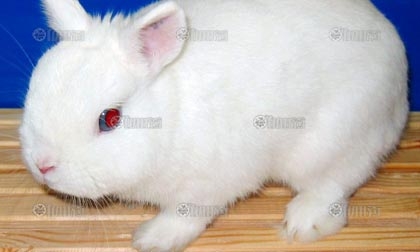 เท้ากระต่าย ขลังจริง