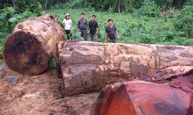 ข่าว "ตัดต้นมะค่ายักษ์อายุนับร้อยปี" คว้ารางวัลข่าวยอดเยี่ยมของ "ไทยรัฐ"