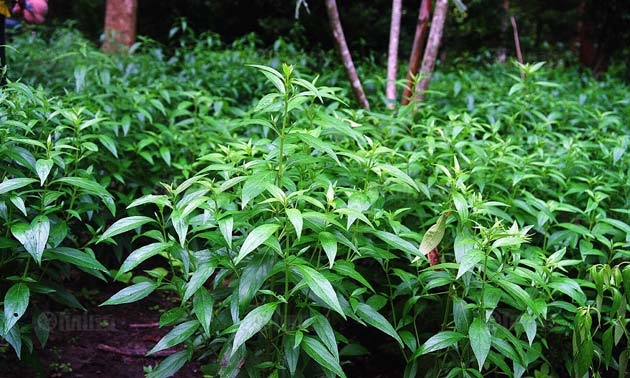 ต้ม'ฟ้าทะลายโจร' ไล่หวัด