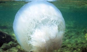 แมงกะพรุนกวนมหาสมุทร ช่วยรักษาสิ่งแวดล้อมของโลกส่วนที่เป็นน้ำ 