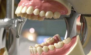 ฟันปลอมจะสูญพันธุ์ ใช้เซลล์ต้นกำเนิดมาปลูกฟันขึ้นใหม่