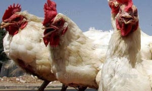 สร้างไก่ให้เป็นไดโนเสาร์ พลิกวิวัฒนาการล่วงเลยหลายล้านปีกลับ