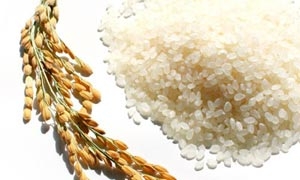 อินเดียคิดพัฒนาพันธุ์ข้าวสำเร็จรูป กินได้ไม่ต้องหุง