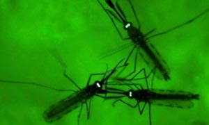 เปิดหัวใจยุงรังเกียจมนุษย์ที่มีกลิ่นตัวเป็น เหงื่อกลิ่นของผลไม้