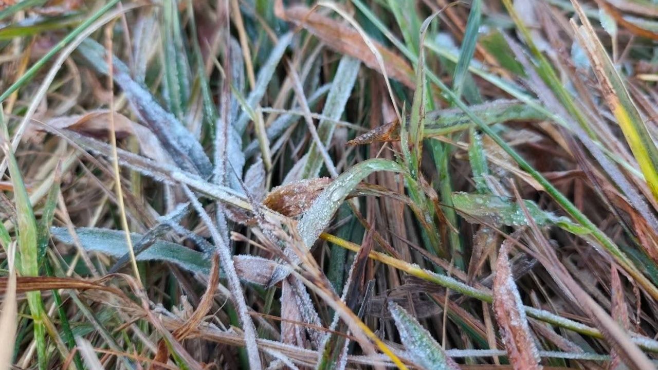 อากาศหนาวจัดที่ลานสนภูสอยดาว อุณหภูมิต่ำสุด 2 องศาในเดือนพฤศจิกายน