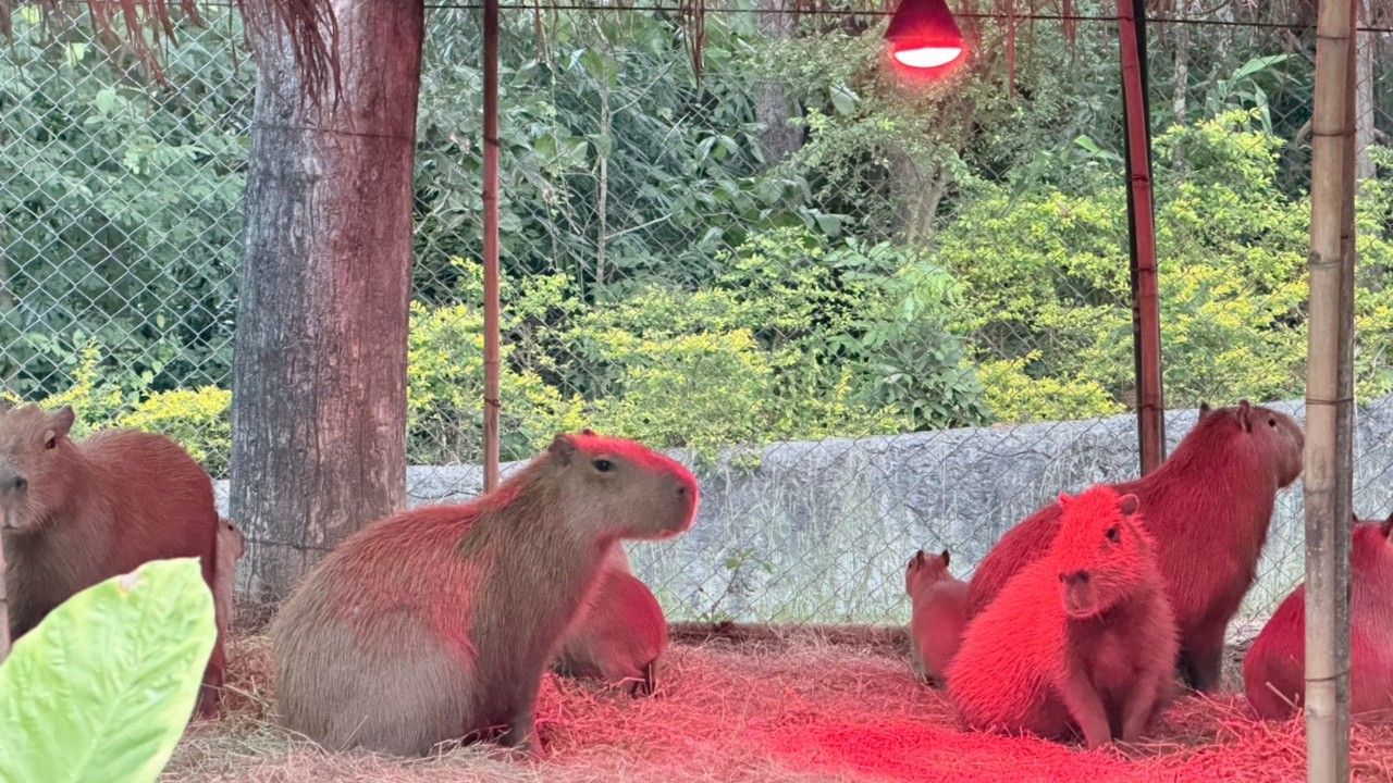 สวนสัตว์เชียงใหม่เพิ่มฮีตเตอร์รับมืออากาศหนาว