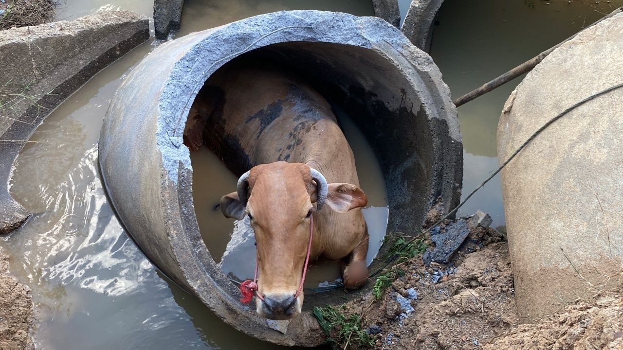 กู้ภัยช่วยวัวตกท่อระบายน้ำกลางทุ่งนา อ.อรัญประเทศ