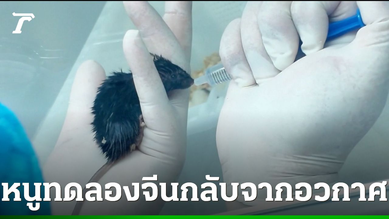 หนูทดลอง 4 ตัว กลับสู่โลกพร้อมนักบินอวกาศเสินโจว-20