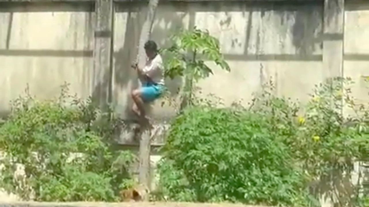 วัยรุ่นบราซิลปีนกรงสิงโต ถูกขย้ำเสียชีวิตต่อหน้าผู้ชม