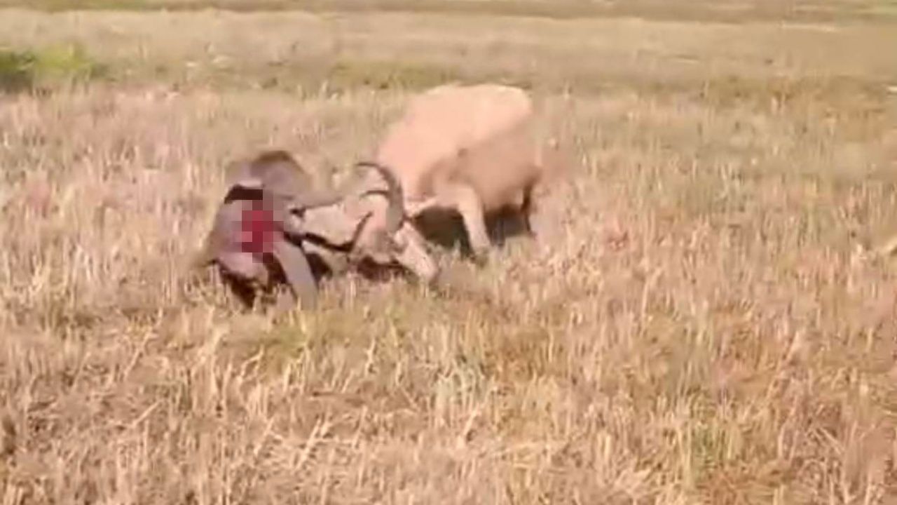 ลูกช้างแตกฝูงวิ่งเข้าทุ่งนา ถูกควายเผือกขวิดเจ็บเล็กน้อย