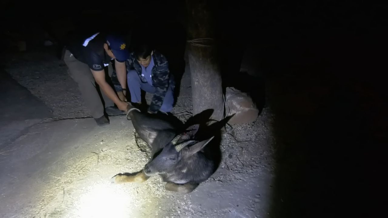 ชาวบ้านเร่งช่วยเหลือ 'เลียงผา' ถูกชนกลางถนนในสระบุรี