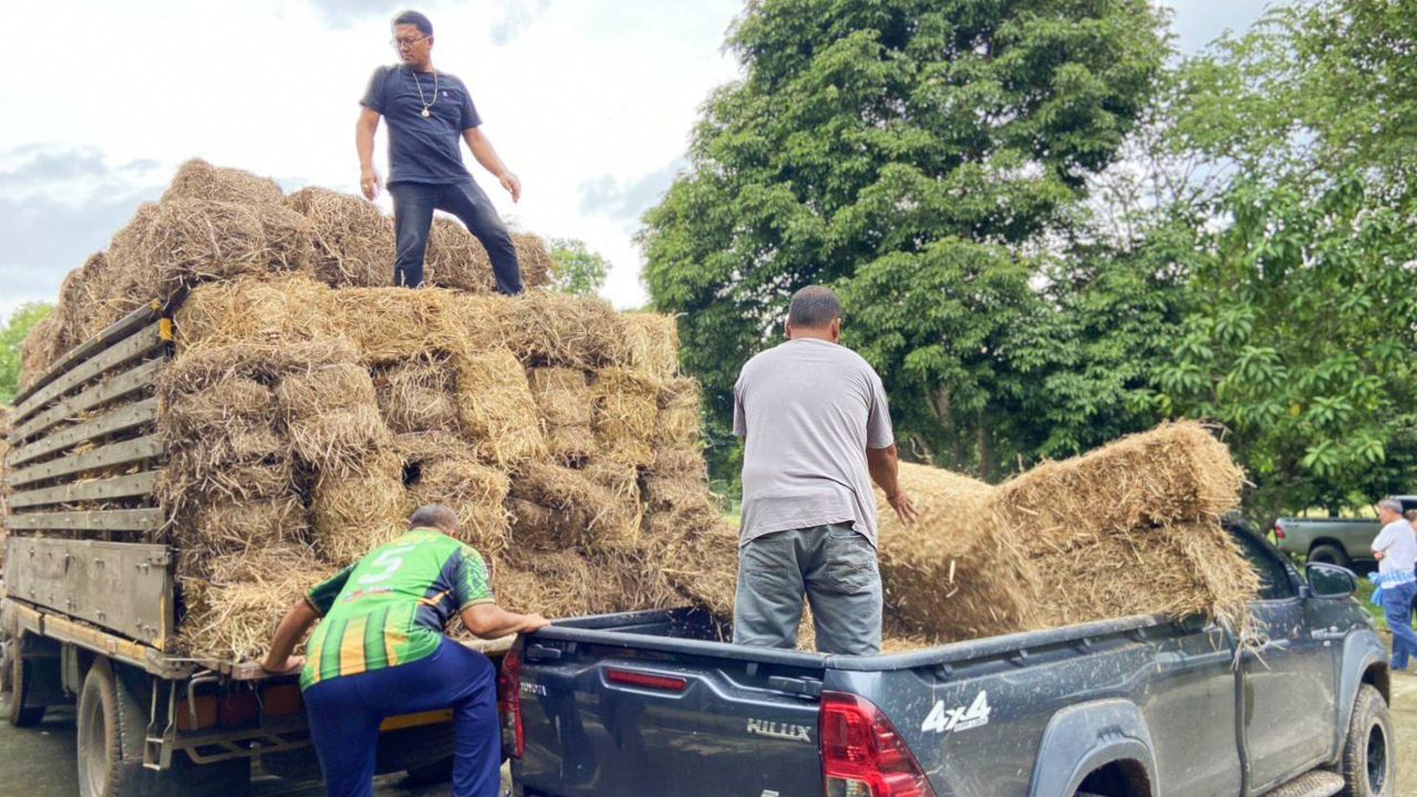 กรมปศุสัตว์เร่งช่วยเกษตรกรผู้เลี้ยงสัตว์ในภาคใต้จากน้ำท่วม