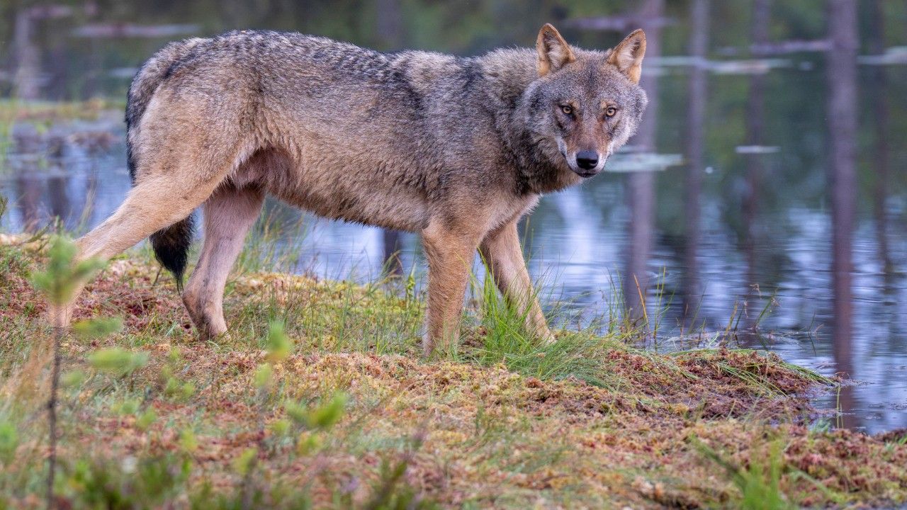 ฟินแลนด์เตรียมยกเลิกกฎหมาย หวนอนุญาตล่าหมาป่าในรอบ 50 ปี