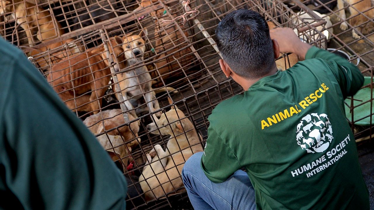 จาการ์ตาสั่งห้ามบริโภคเนื้อสุนัขและแมว เพื่อลดการระบาดของโรคพิษสุนัขบ้า