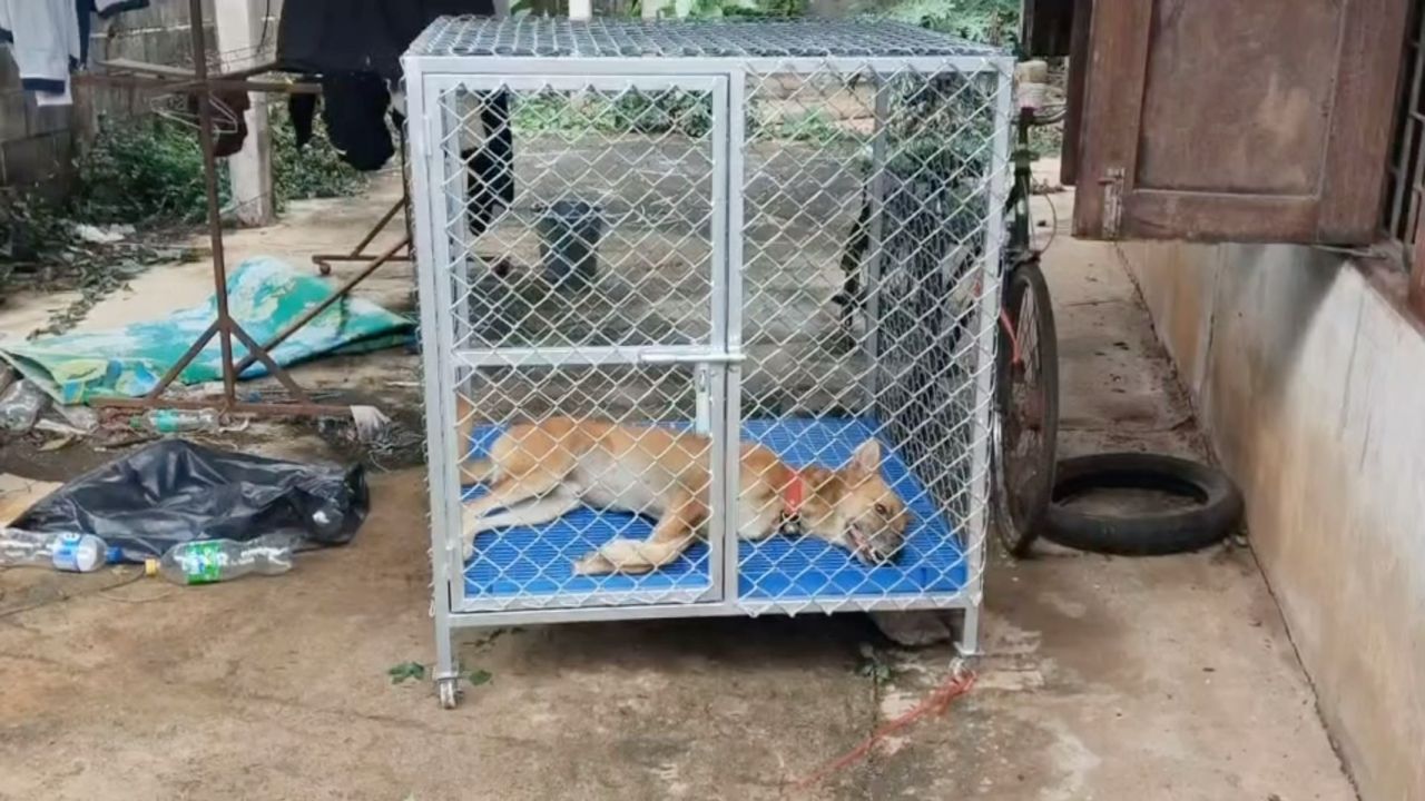 สุนัขร้องโหยหวน 4 คืนติด ชาวบ้านเอะใจ ไปดูเจอเจ้าของบ้านนอนตาย