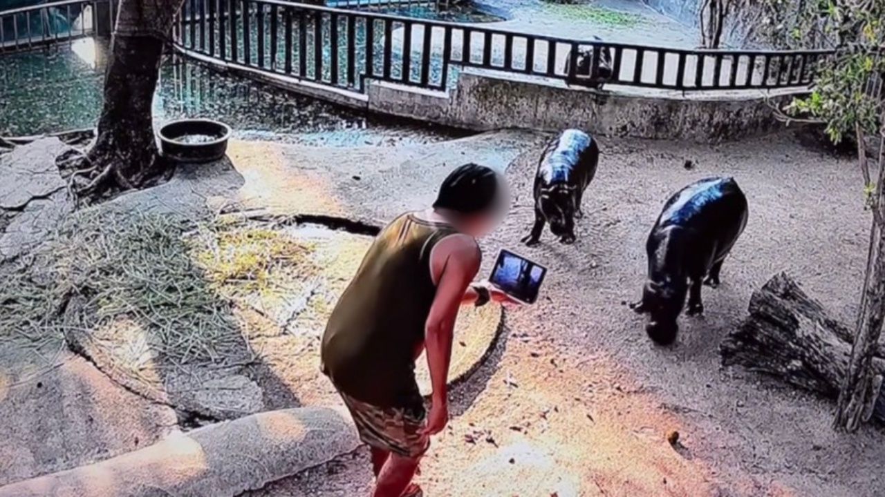 อย่าหาทำ หนุ่มโดดลงบ่อ "หมูเด้ง" อัดคลิปถ่ายคอนเทนต์ สวนสัตว์จับส่ง ตร. แล้ว