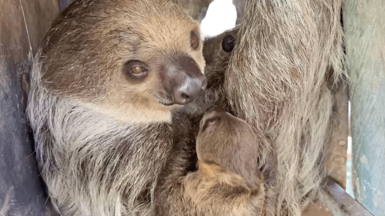สวนสัตว์เขาเขียว เปิดตัวสมาชิกใหม่ "ลูกสลอธสองนิ้ว" ทายาท "คุณปู่แฟลช-เอลซ่า"