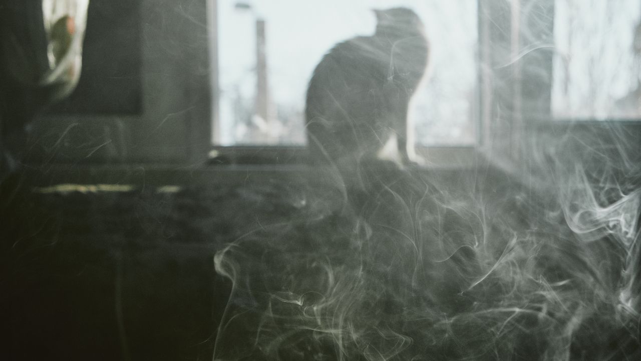 แมวปอดอักเสบจากการสูบพอต เจ้าของควรระวัง