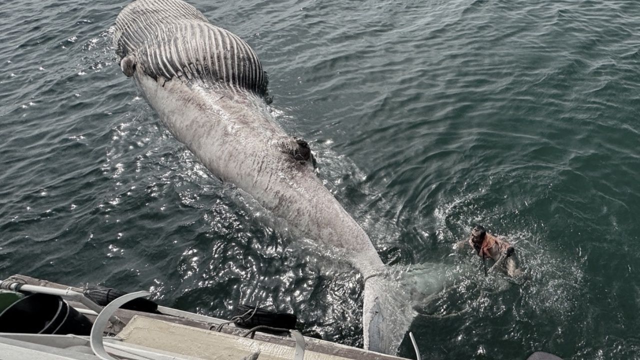 เผยผลชันสูตร "วาฬบรูด้า" เกยตื้นที่ จ.สมุทรสาคร เสียชีวิตพร้อมลูกน้อยในท้อง