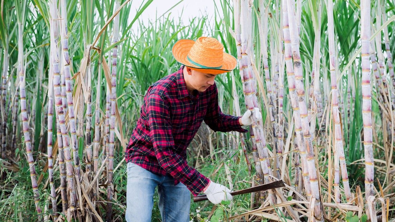สมาคมโรงงานน้ำตาลทรายเสนอรัฐผลักดัน E20 เป็นเชื้อเพลิงหลัก