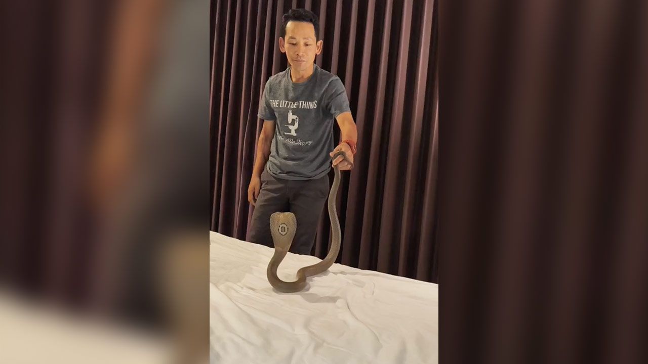 นักท่องเที่ยวแทบช็อก เล่านาทีนอนพักอยู่ชั้น 2 โรงแรม จู่ๆ "งูเห่า" เลื้อยผ่านคอ