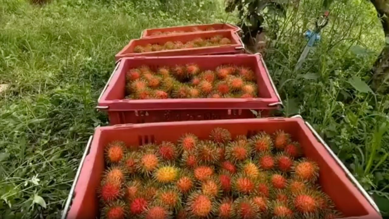 เงาะสีทองตราดมาแรง ราคาพุ่งเกือบ 100 บาท/กก. ล้งแห่จอง ชาวสวนยิ้มรับรายได้ดี